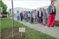 VS Neufeld: Baumpflanzung am Tag der Sonne, 08.05.2015