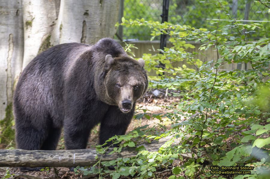 Bärenwald Arbesbach, September 2023