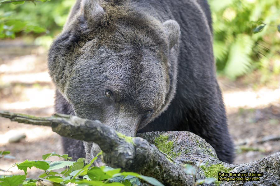 Bärenwald Arbesbach, September 2023