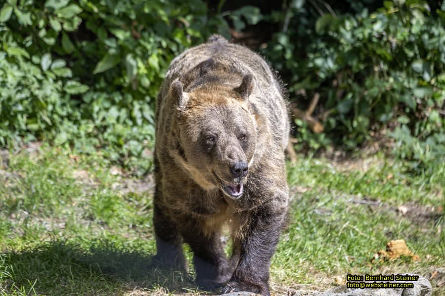 Bärenwald Arbesbach, September 2023