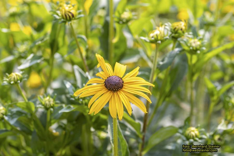 Rosarium im Doblhoffpark Baden, Juli 2023