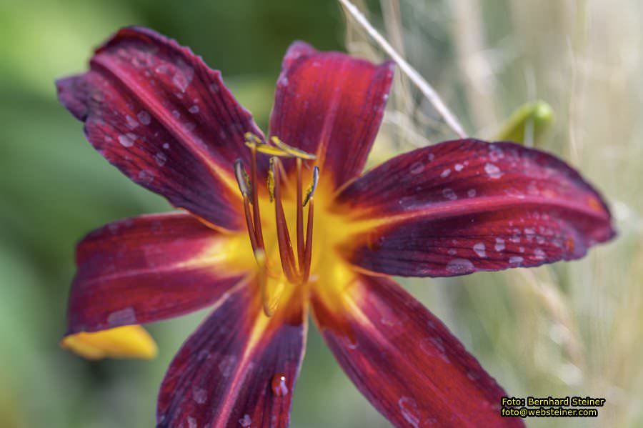 Rosarium im Doblhoffpark Baden, Juli 2023
