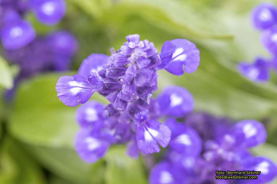 Rosarium im Doblhoffpark Baden, Juli 2023