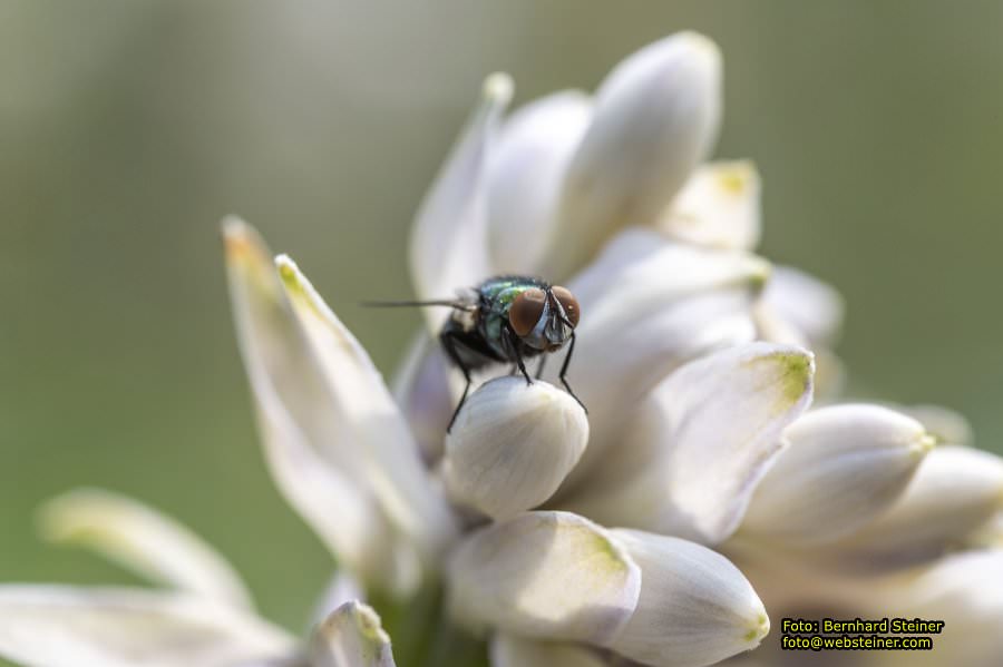 Rosarium im Doblhoffpark Baden, Juli 2023