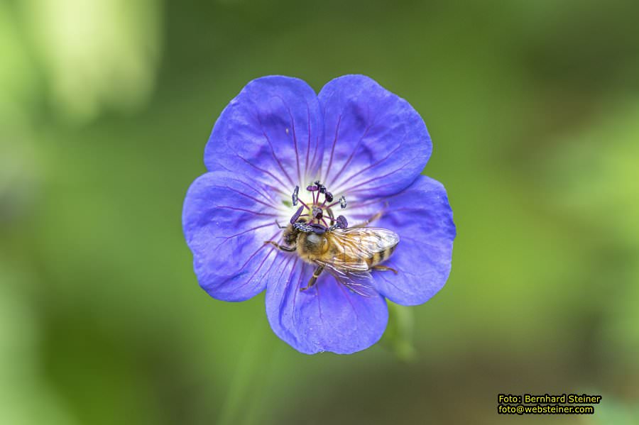 Rosarium im Doblhoffpark Baden, Juli 2023