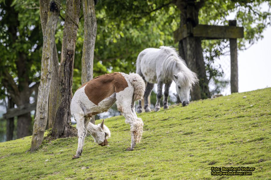 Natur- und Erlebnispark Buchenberg, Mai 2023