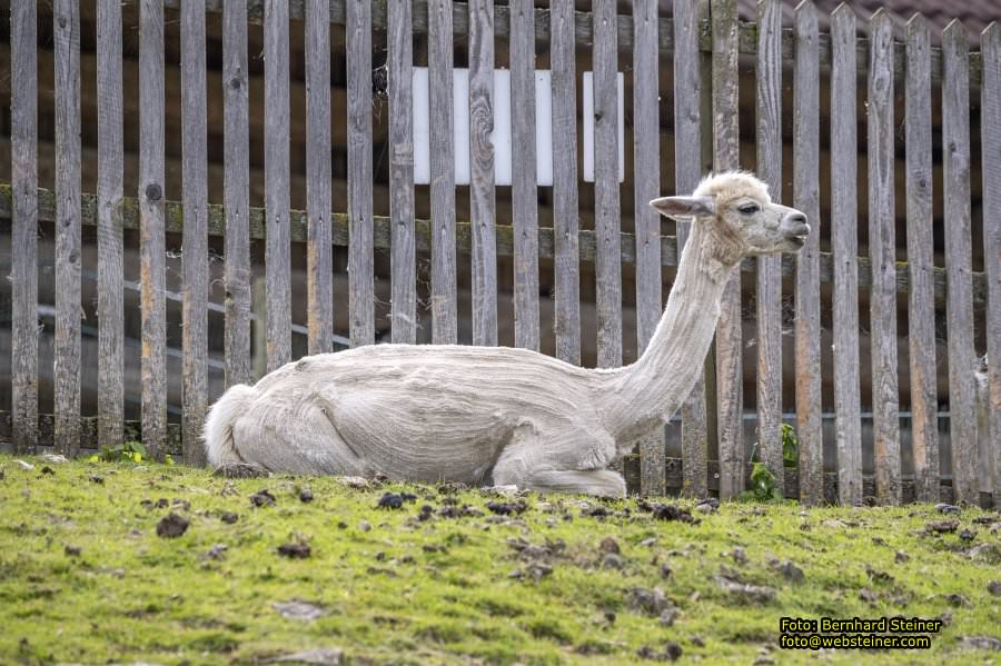 Natur- und Erlebnispark Buchenberg, Mai 2023