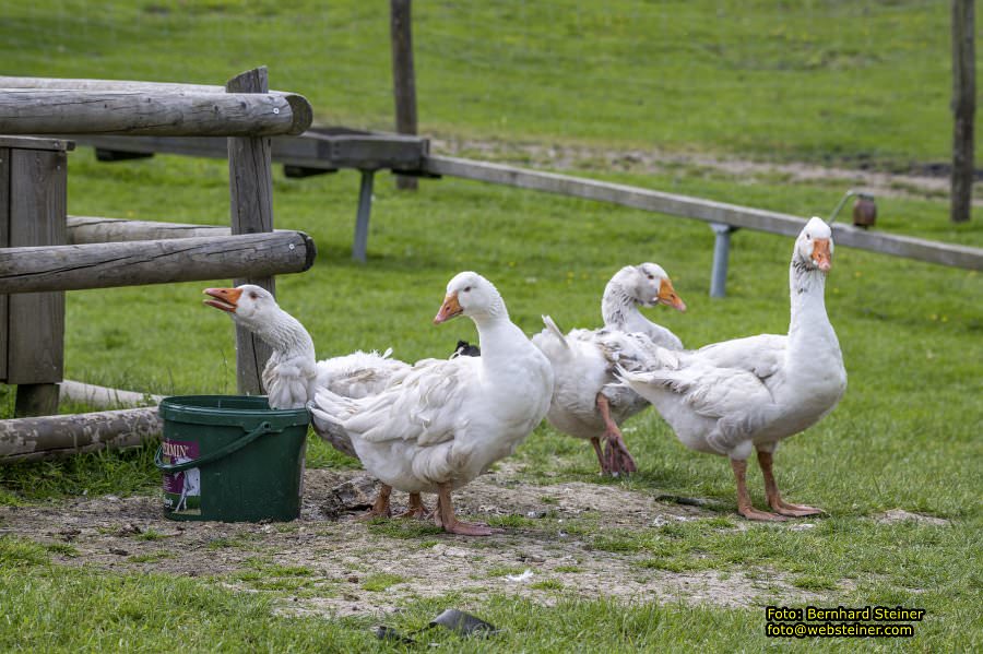 Natur- und Erlebnispark Buchenberg, Mai 2023