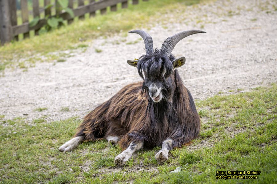 Natur- und Erlebnispark Buchenberg, Mai 2023