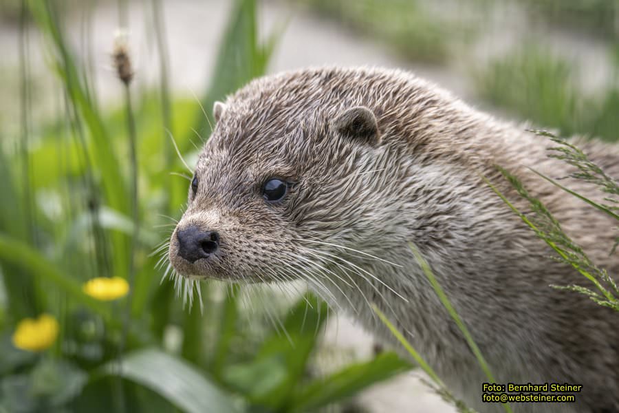 Natur- und Erlebnispark Buchenberg, Mai 2023