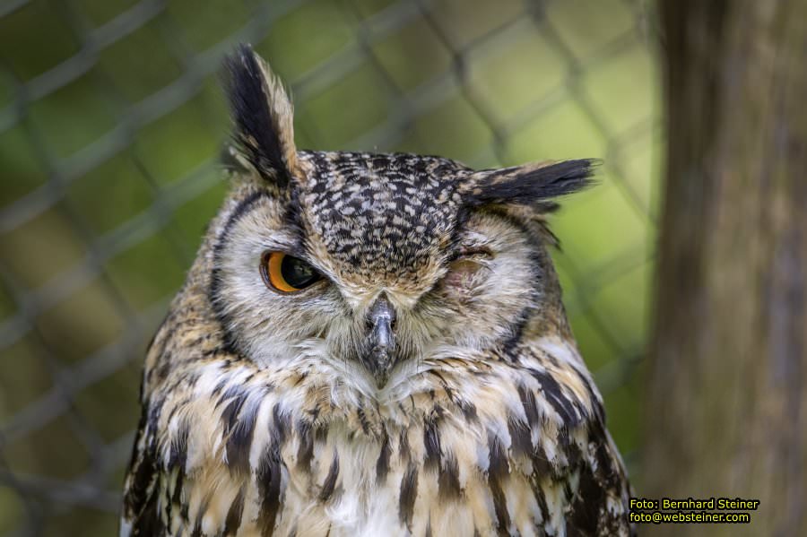 Natur- und Erlebnispark Buchenberg, Mai 2023