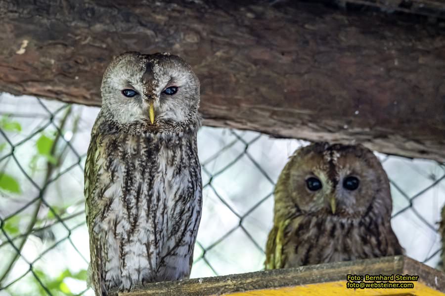 Natur- und Erlebnispark Buchenberg, Mai 2023