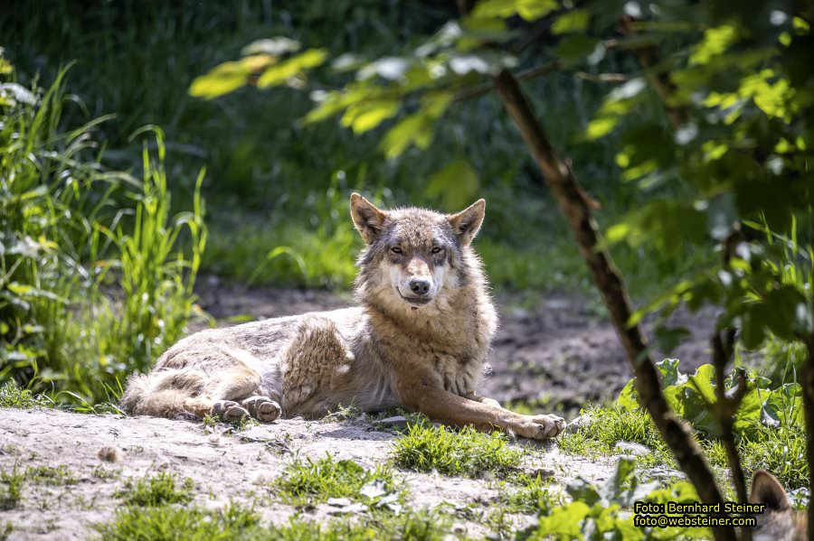 Natur- und Erlebnispark Buchenberg, Mai 2023