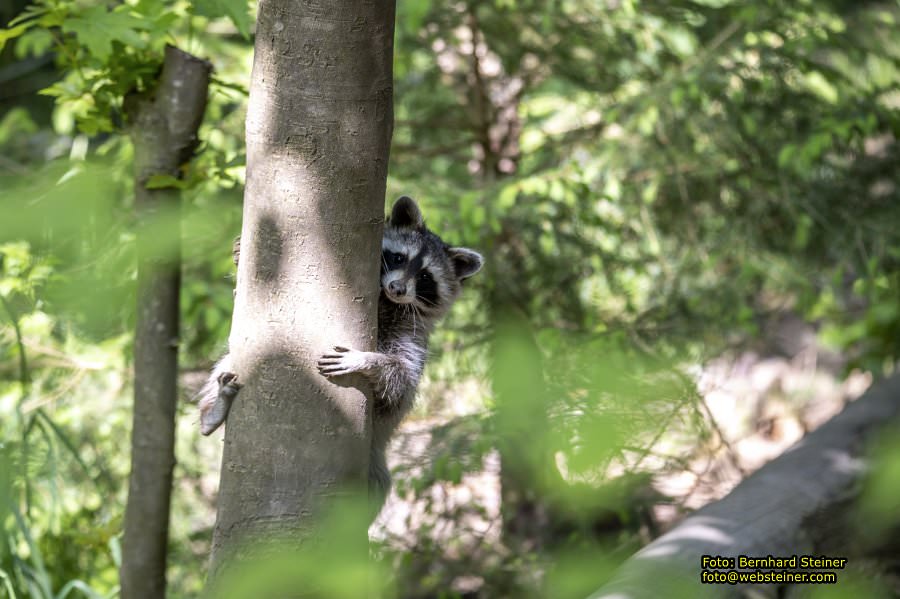 Natur- und Erlebnispark Buchenberg, Mai 2023