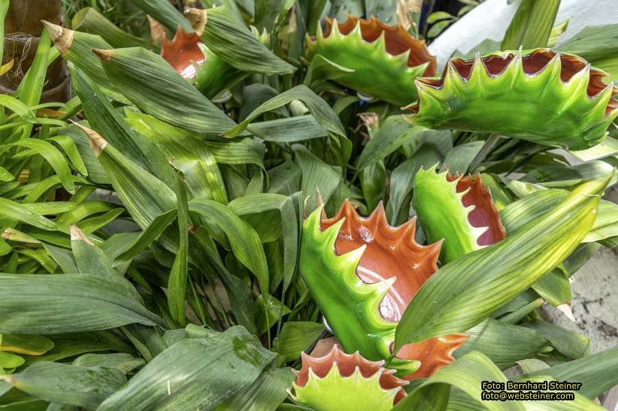 Glasmuseum- Die gläserne Burg, Juni 2023