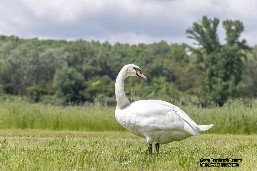 Hainburg an der Donau, Mai 2023