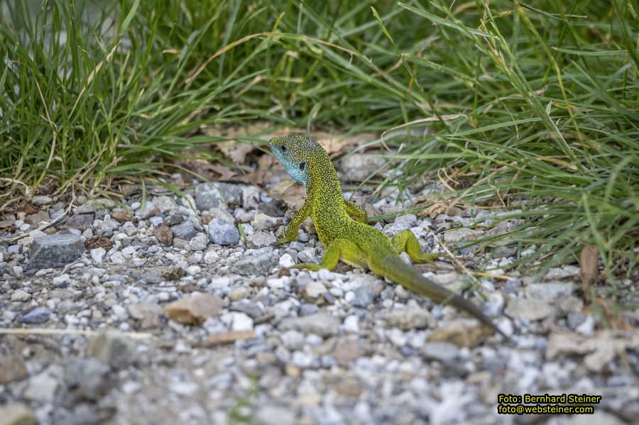 Gartenschloss Herberstein, Juni 2024