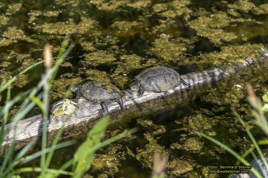Schloss Orth, Orth an der Donau, Mai 2023