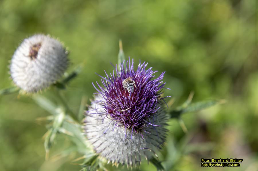 Schneeberg Sesselbahn, August 2023