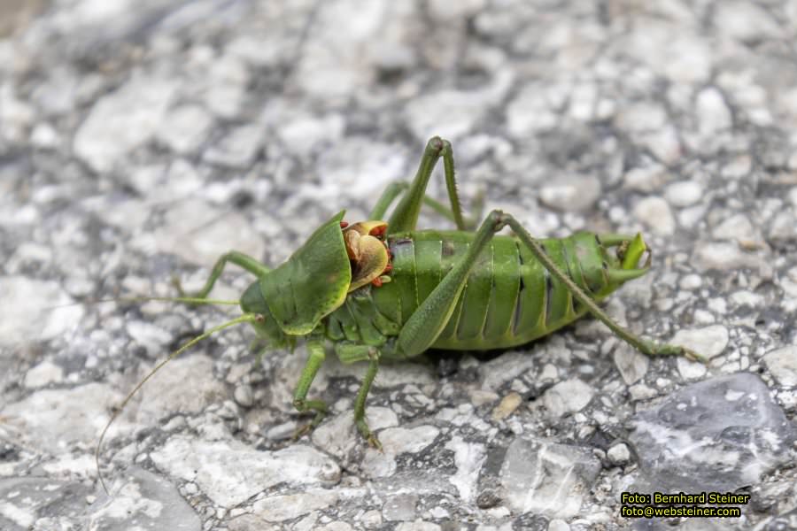Sessellift Lilienfeld Muckenkogel, Juli 2023