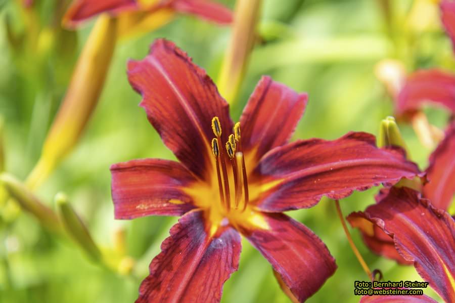 Steinschaler Naturg�rten, Juli 2023