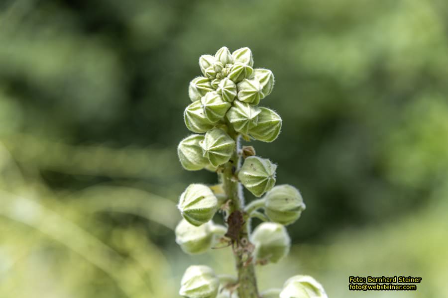 Steinschaler Naturg�rten, Juli 2023