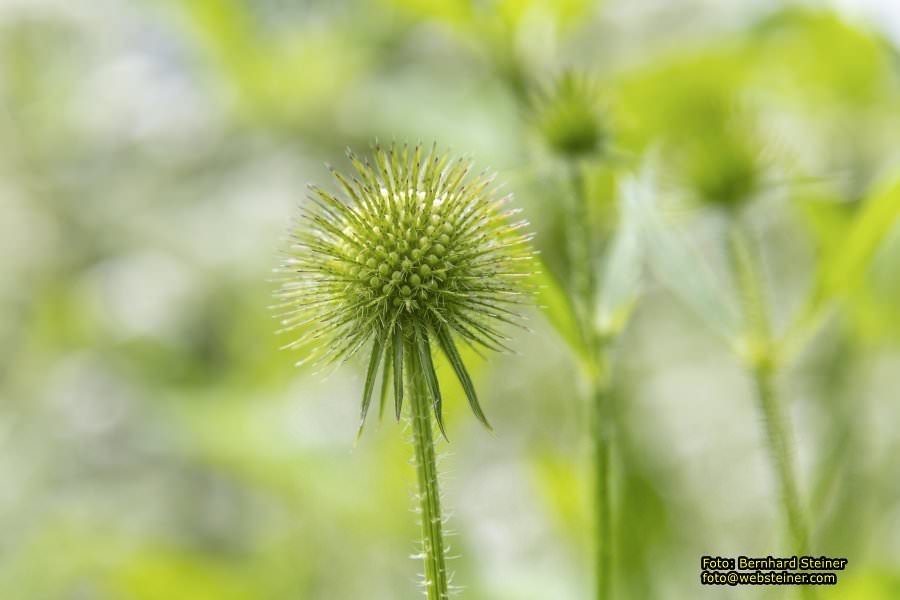 Steinschaler Naturg�rten, Juli 2023