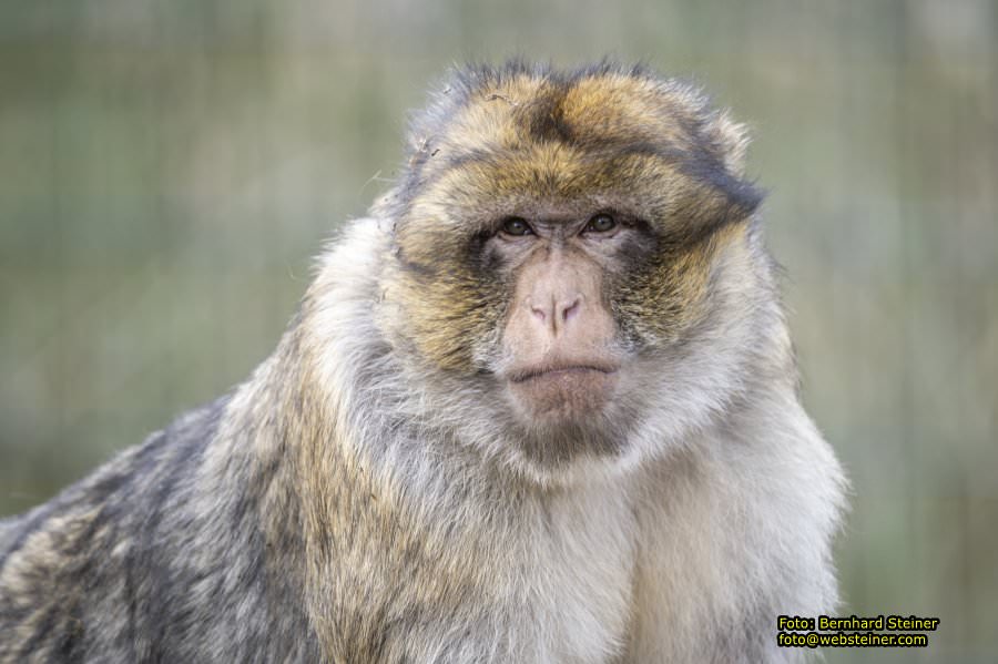 Tierpark Stadt Haag, März 2023