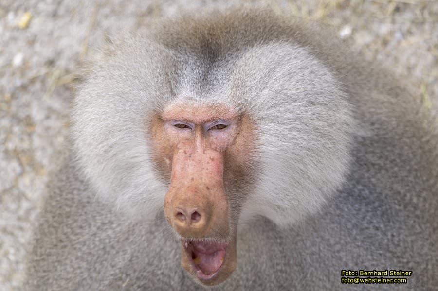 Tierpark Stadt Haag, März 2023