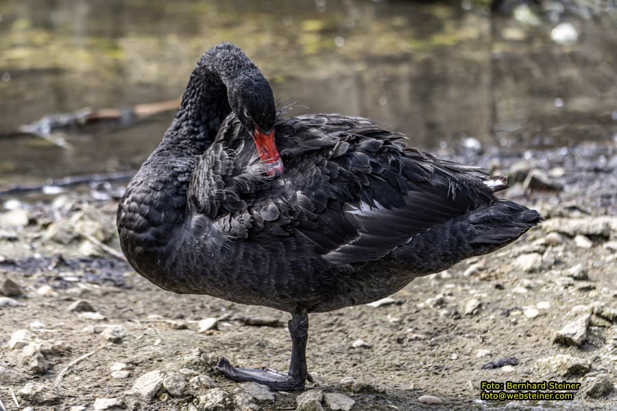 Tierpark Stadt Haag, März 2023