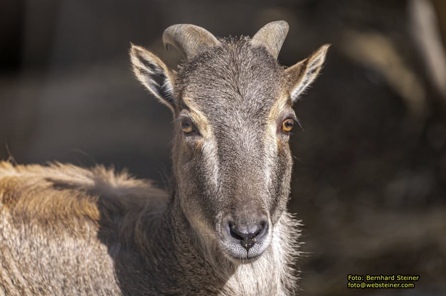 Tierpark Stadt Haag, März 2023