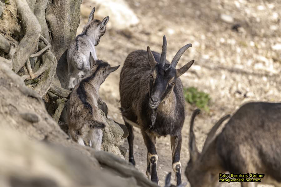 Tierpark Stadt Haag, März 2023