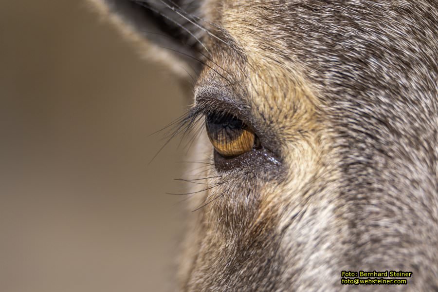 Tierpark Stadt Haag, März 2023