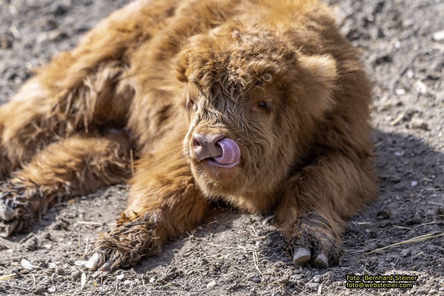Tierpark Stadt Haag, März 2023