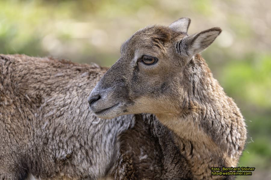 Tierpark Stadt Haag, März 2023