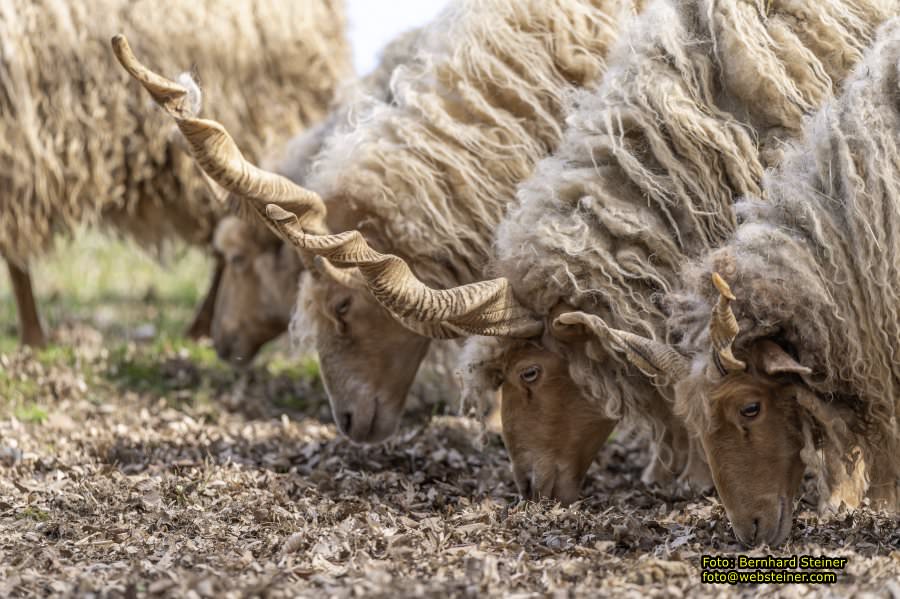 Tierpark Stadt Haag, März 2023