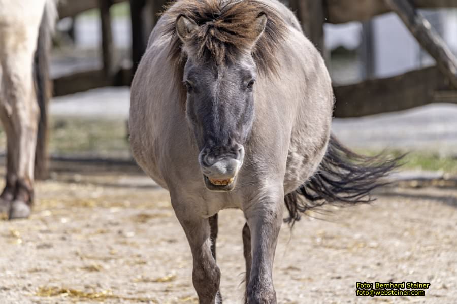Tierpark Stadt Haag, März 2023
