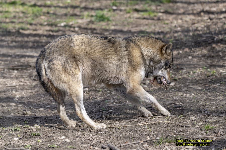 Tierpark Stadt Haag, März 2023