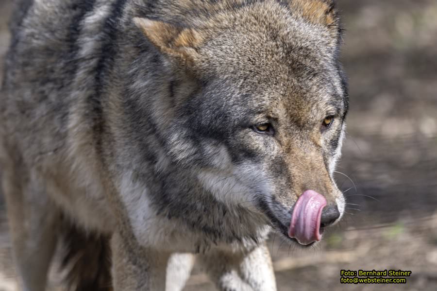 Tierpark Stadt Haag, März 2023