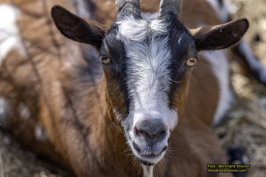 Tierpark Stadt Haag, März 2023