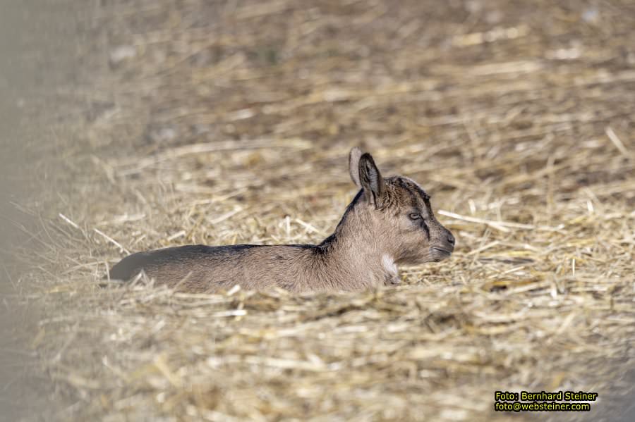 Tierpark Stadt Haag, März 2023