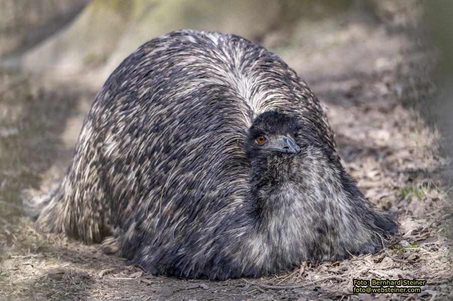 Tierpark Stadt Haag, März 2023