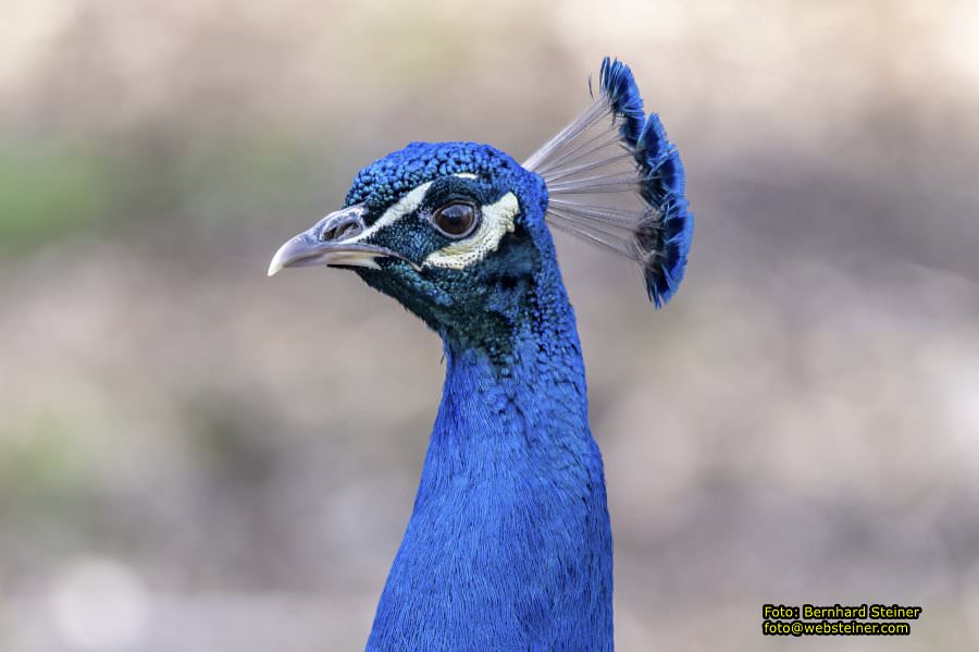 Tierpark Stadt Haag, März 2023