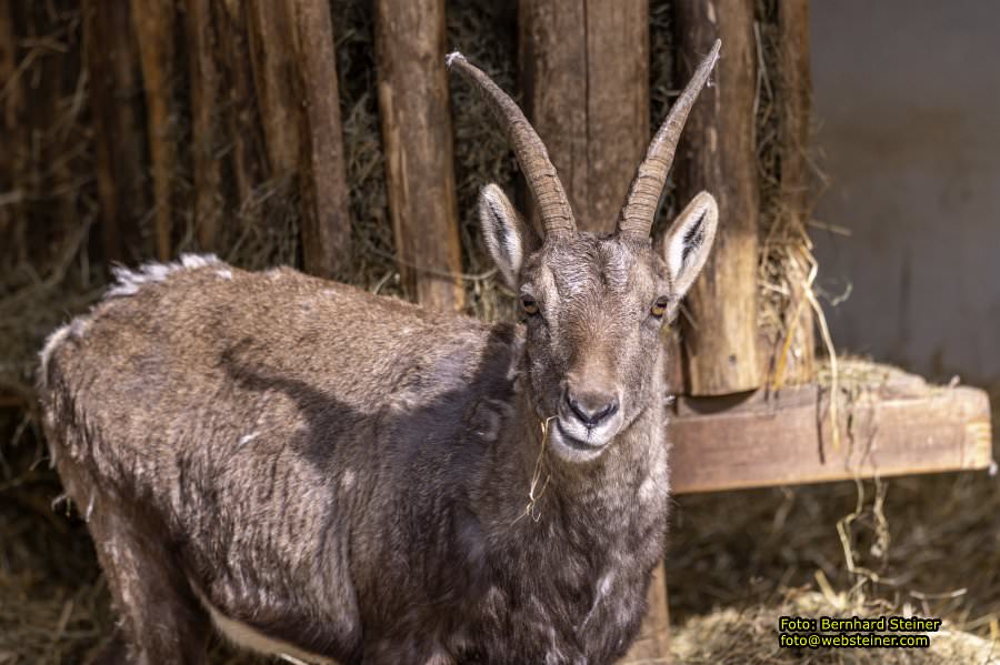 Tierpark Stadt Haag, März 2023