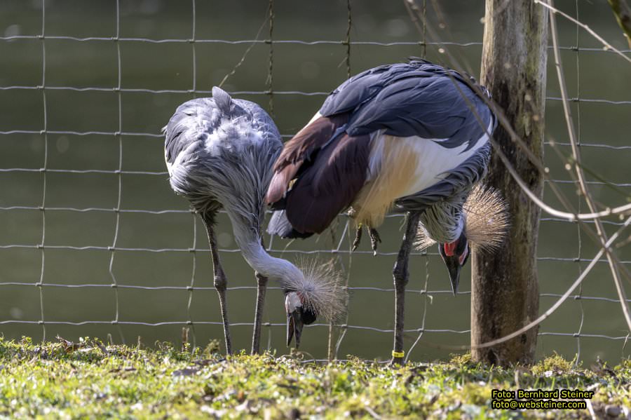 Tierpark Stadt Haag, März 2023