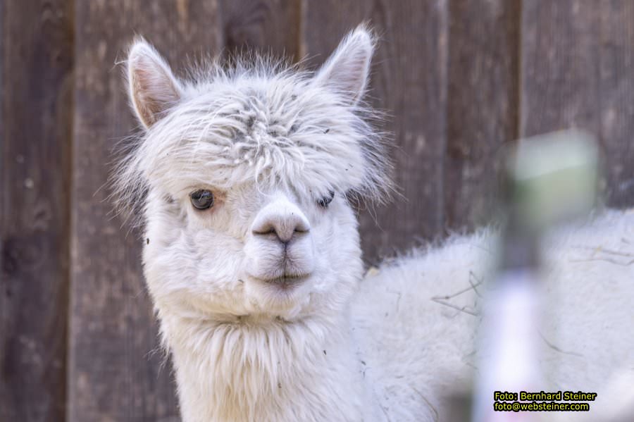Tierpark Stadt Haag, März 2023