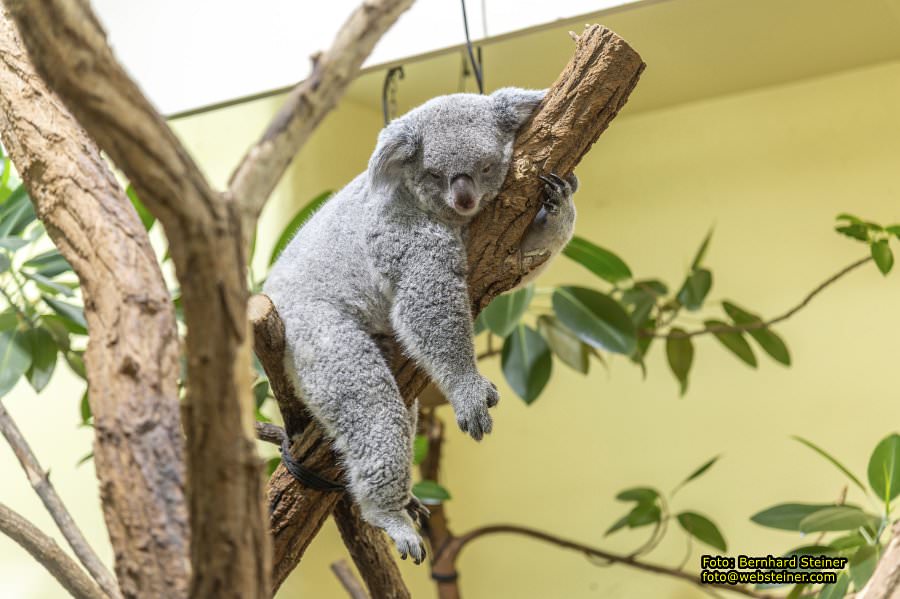 Zoo Vienna - Tiergarten Sch�nbrunn, Oktober 2023