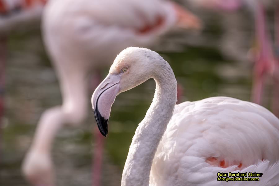 Zoo Vienna - Tiergarten Sch�nbrunn, Oktober 2023