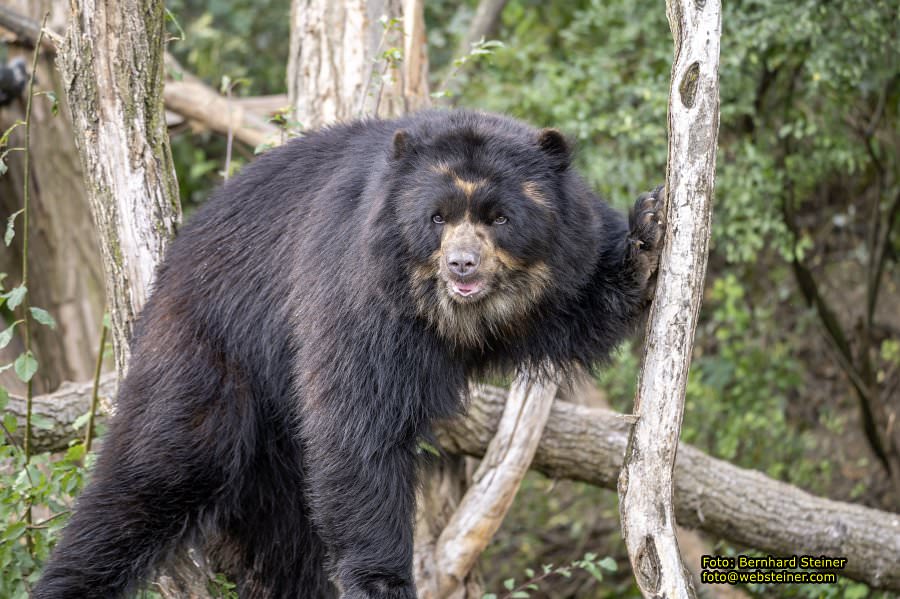 Zoo Vienna - Tiergarten Sch�nbrunn, Oktober 2023