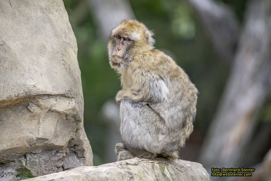 Zoo Vienna - Tiergarten Sch�nbrunn, Oktober 2023